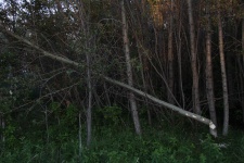 Tree Cut Down By A Beaver