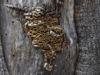 Tree Fungus Texture Background