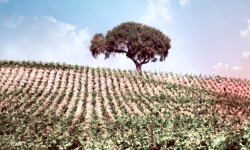 Tree In Wine Country