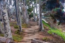 Tree Lined Dirt Path