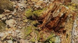 Tree Stump And Moss