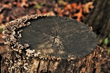 Tree Stump With Lichens Background