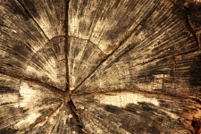 Tree Texture Background 2