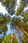 Trees Looking Up
