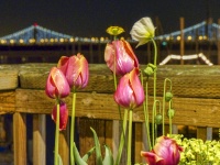 Tulips And Bridge