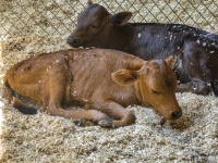 Two Calves