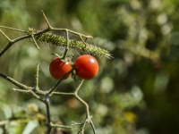 Two Cherry Tomatoes