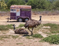Two Emus And A Trailer