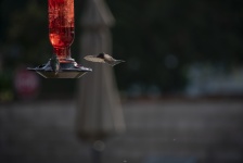 Two Hummingbirds One Flying