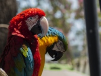 Two Macaws