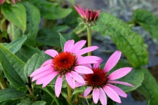 Two Pink Coneflowers And Bud
