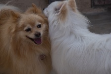 Two Pomeranian Dogs