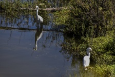 Two Snowy Egrets