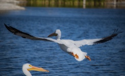 Two White Pelicans