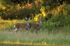 Two White-tail Deer In Field