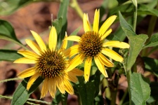 Two Yellow Coneflowers Close-up