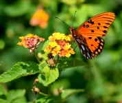 Vibrant Fritillary Butterfly