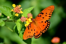 Vibrant Fritillary Butterfly