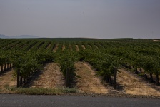 View Of The Vineyard