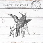 Vintage Bird Rustic Postcard