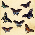 Vintage Butterfly Collection