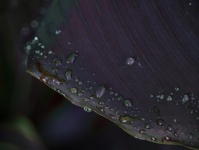 Water Droplets On Purple Leaf