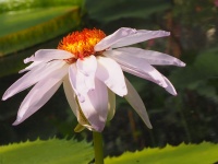 Water Lily 'Kew's Kabuki'