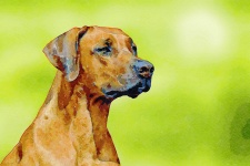 Watercolor Dog Rhodesian Ridgeback