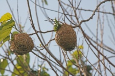 Weaver's Nests On Branches