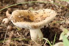 White Amanita Mushroom