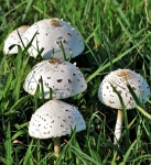 White Amanita Mushrooms In Grass