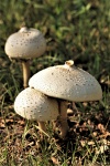 White Amanita Mushrooms