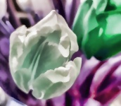 White And Green Painted Tulip