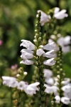 White Salvia Flowers Close-up