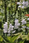 White Salvia Flowers