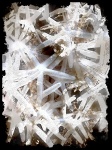 White Starfish Background