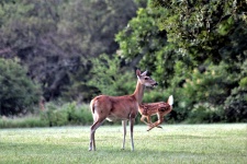 White-tail Doe And Fawn