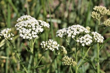 White Yarro Wildflowers