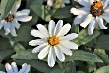 White Zinnia Flower Close-up