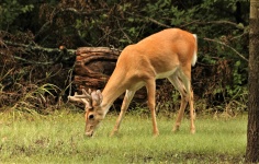 Whitetail Buck Eating Grass