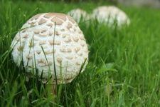 Wild Brown Mushroom
