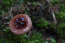 Wild Brown Mushroom