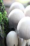 Wild Brown Mushrooms