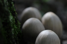 Wild Brown Mushrooms