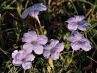 Wild Lavender Petunias