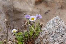 Wildflowers Growing Around Rocks