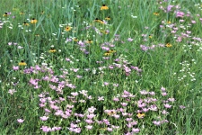Wildflowers In Field