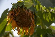 Wilted Giant Sunflower