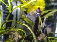 Yellow Angelfish