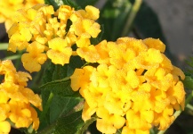 Yellow Lantana Flowers And Dew
